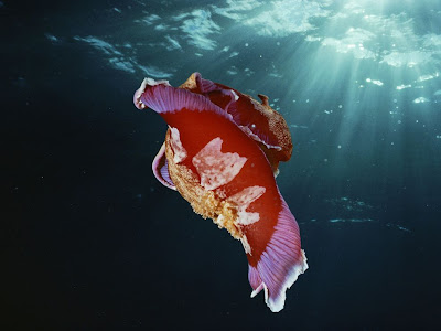 spanish dancer nudibranch