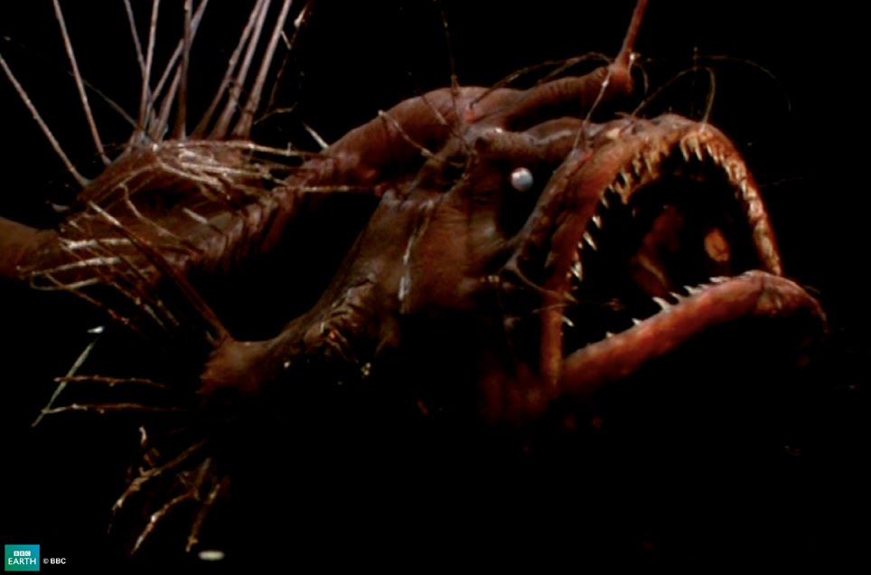 Photo Scanner: Lightfish