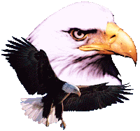 Eagles Life in the Fast Lane