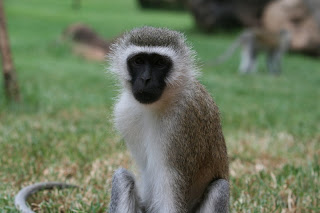 Kenya Amboseli Monkey watching first aid