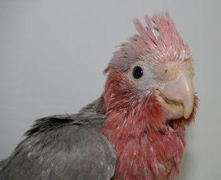 The Ark Animal Hospital & Wildlife Rescue Darwin: Galah
