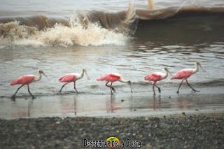 garzas espátula (roseate spoonbills)