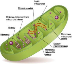 mitocondria