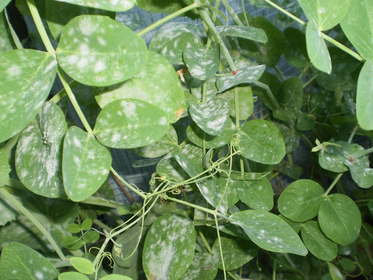 A Beginner's Garden Sweet peas and first flowers from seed