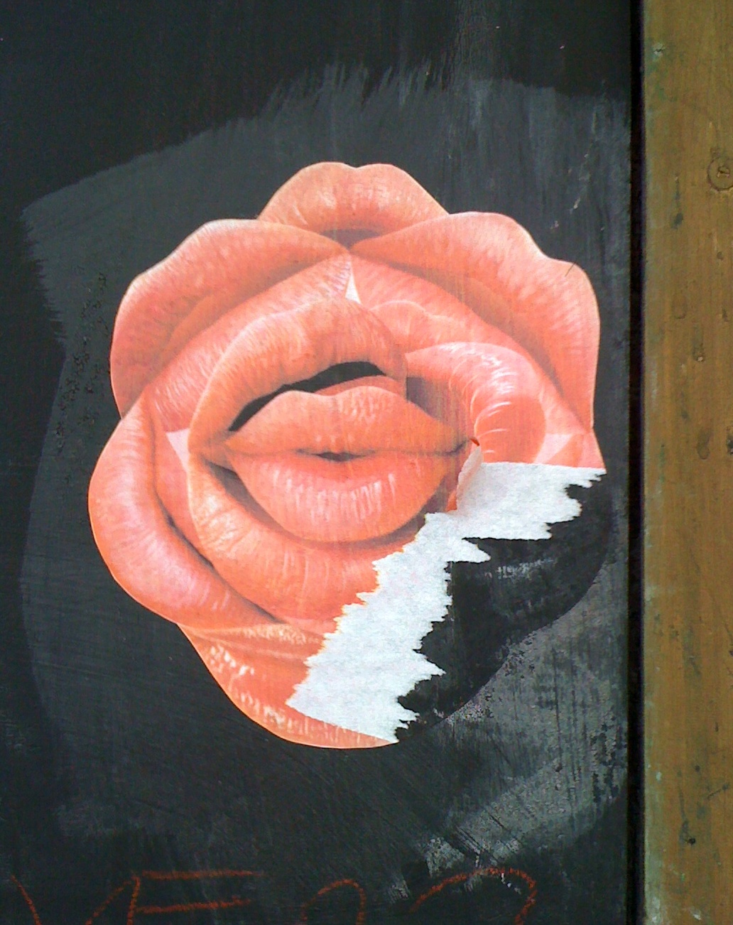 lips flower