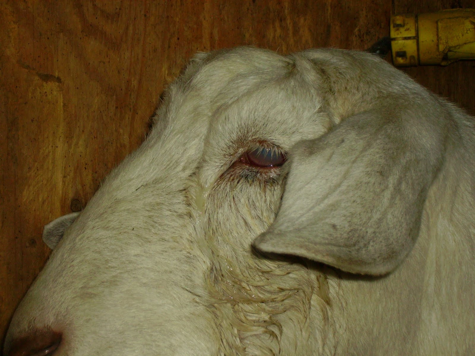 Easy Living the Hard Way Eye Infection