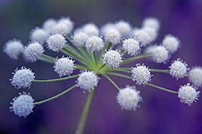 Q: What is a Specialist?