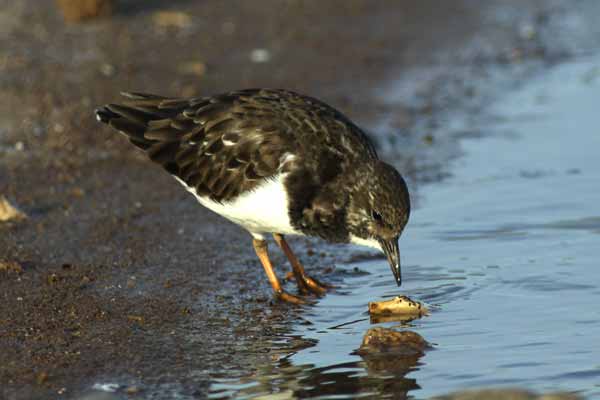 [IMG_1742-Ruddy-Turnstone-co.jpg]