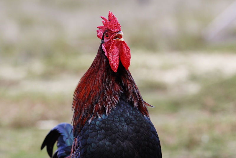 [gallo2.jpg]