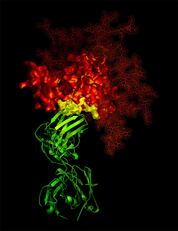 [B12_antibody.jpg]