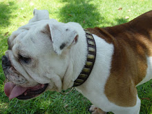 Example of dogs with leather collar