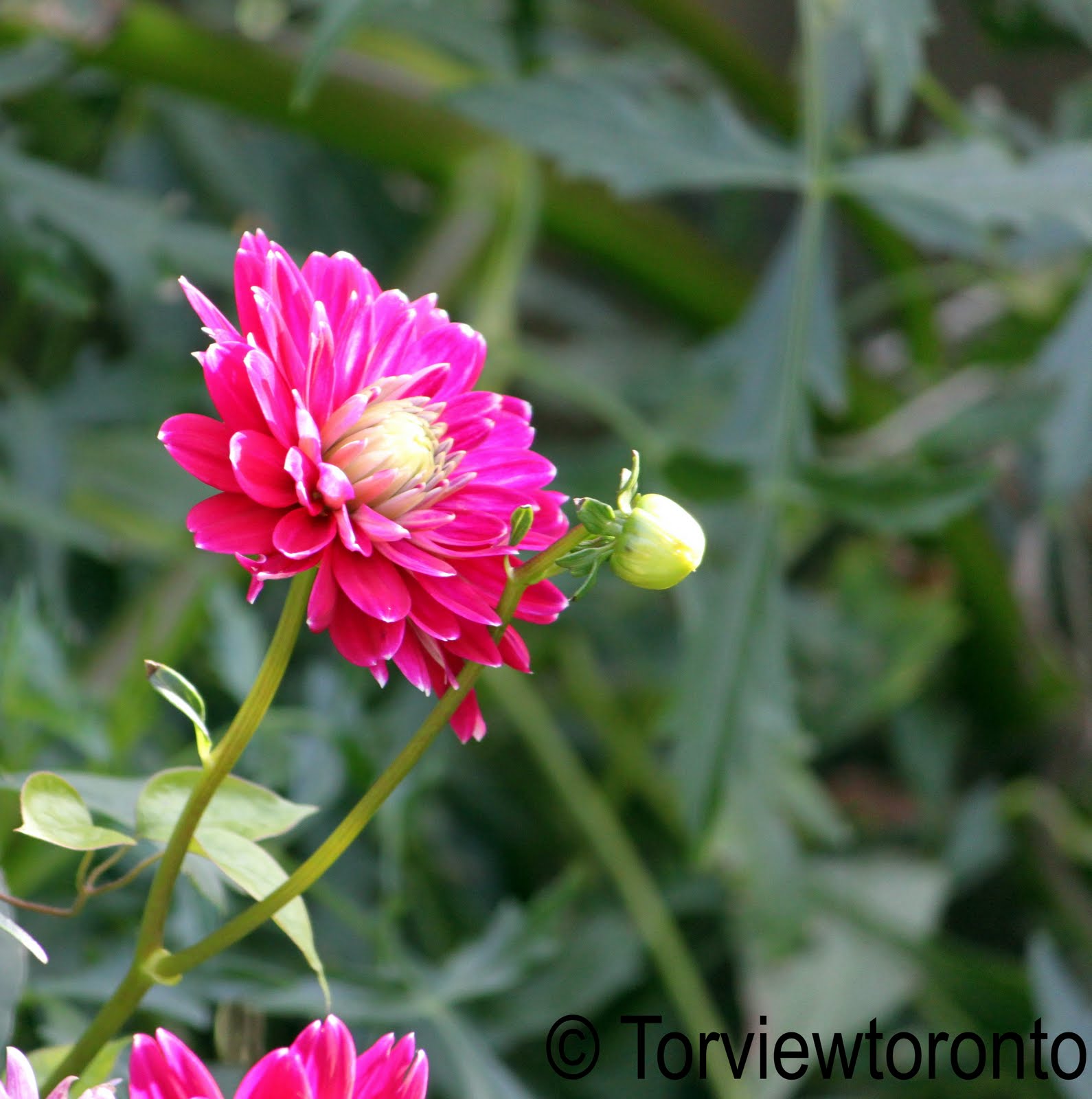 Create With Mom Dahlia flowers to decorate