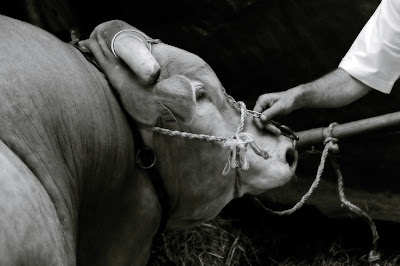 vache blonde d'aquitaine, main, cow, hand, foire de Libramont 2007, photo © dominique houcmant