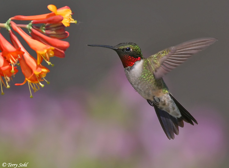 Living in Minnesota Hummingbirds