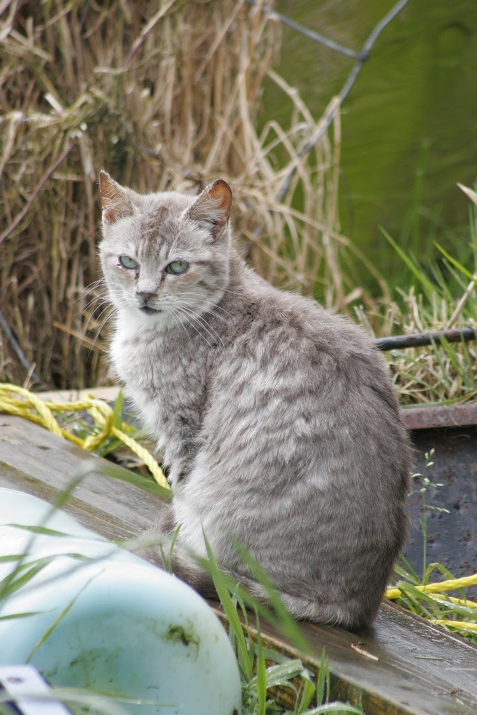 Silver Tabby Portrait Story Feral Cat Photos of the day. The Feral