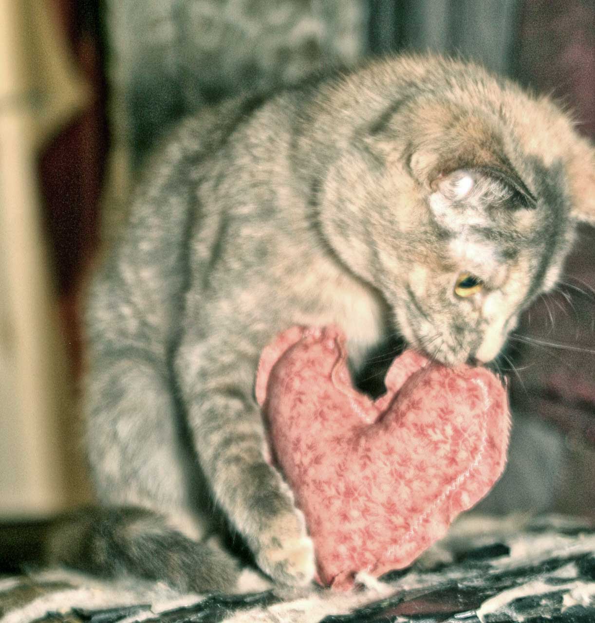 Heart Kitten