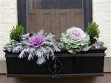 Ornamental Kale and Cabbages