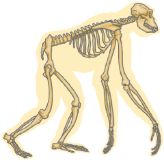 Esqueleto de un Chimpance