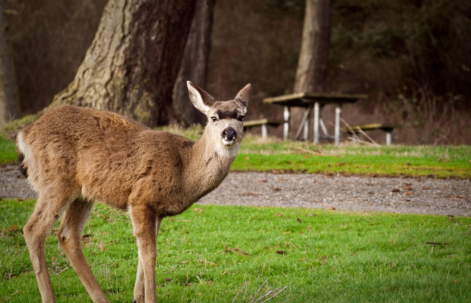 Matt Wilcox Photography Molting Deer