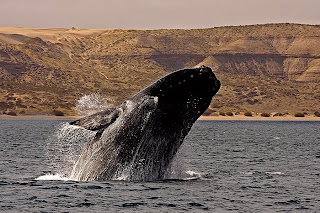 Cola de Ballena - Safari Fotográfico de FNA  Fotografía de Naturaleza Argentina, en Península Valdés