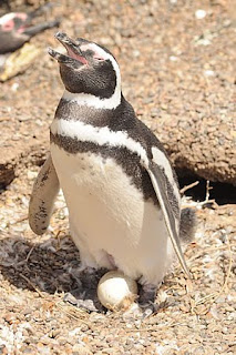 Pingüinos incubando en las Pingüineras del litoral Patagónico