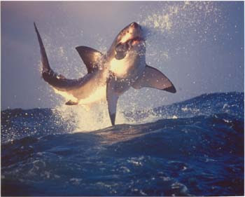 Sharks Are People Too!: Shark's Eating Habits