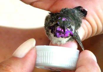 Baby Hummingbird ALIVE!!!
