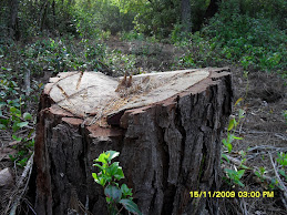 cielo forestal