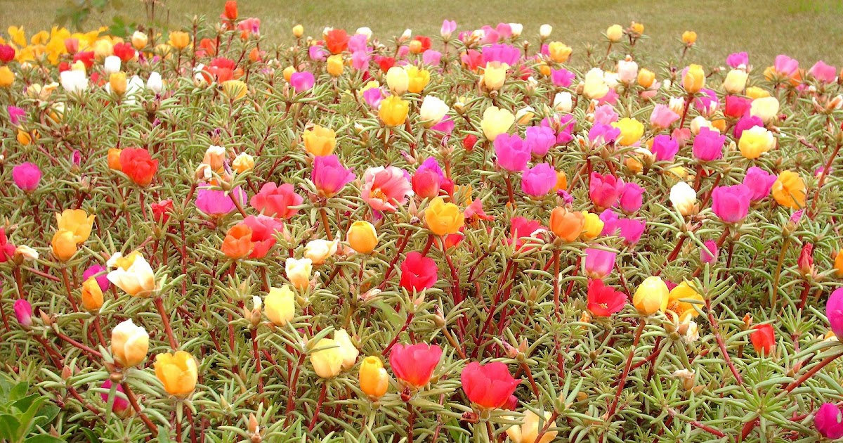 Gardening in the Zone: Portulaca - Moss Rose