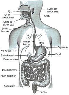 http://1.bp.blogspot.com/_jumKn0I1Emw/SblSK3tab4I/AAAAAAAAAAM/yBDhNZiBF4c/s320/sindirim_sekil03.gif