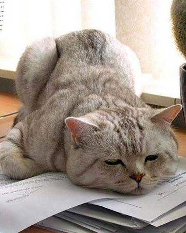 [gato4.jpg]