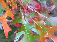 Fall Foliage SlideShow