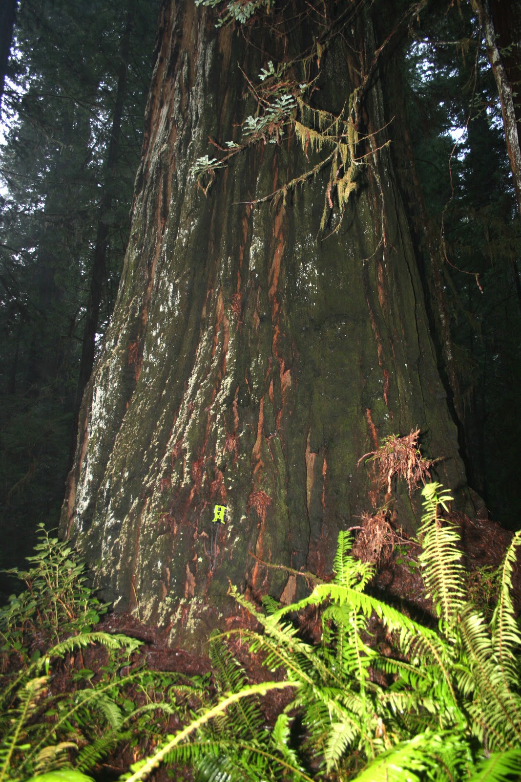 Coast Redwood The Global King of Biodiversity National Biodiversity