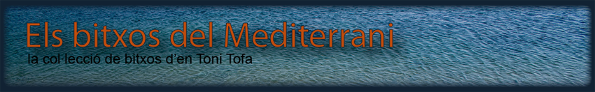 Els bitxos del Mediterrani