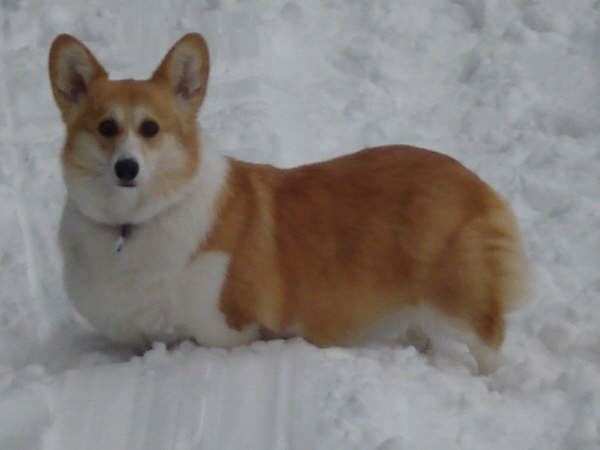 [tootsie+roll]