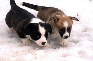 [sydbreezyspups]