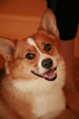 [corgiweddingdog2]