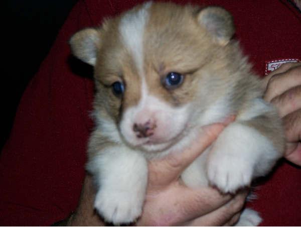 [chesneypup1]