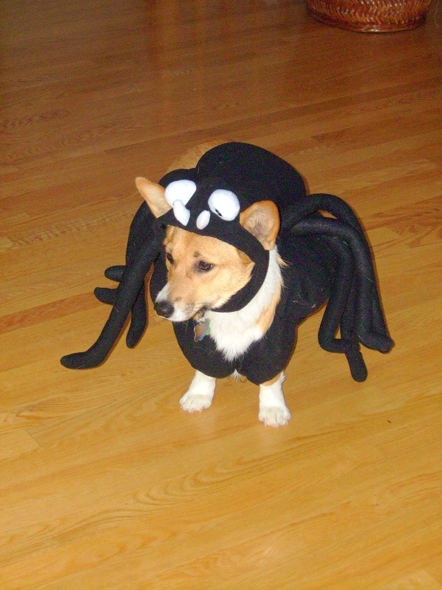 [gemima+spider]
