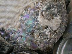 Photo - Detail/shell.