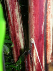 Photo - Detail/bamboo stems