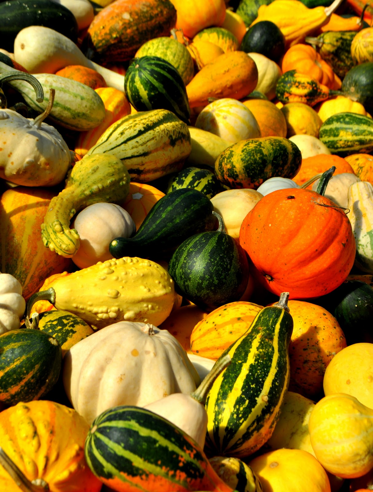 Inching into the Good Life FALL = SQUASH!!!