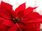 Caring for your Holiday Poinsettias