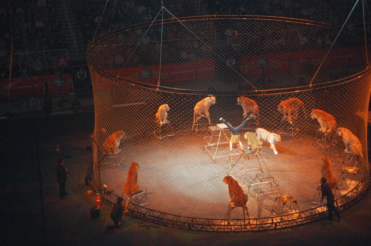 [circus+064.JPG]