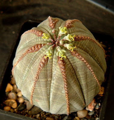 Euphorbia Obesa