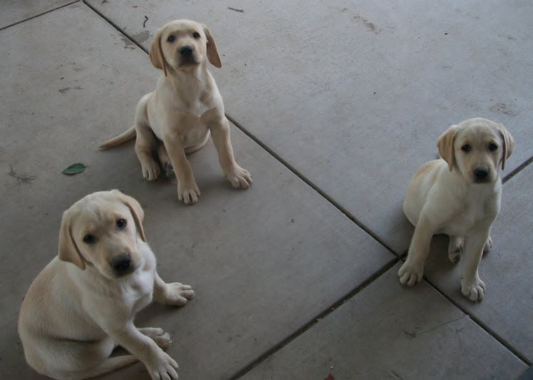 Beautiful Labs