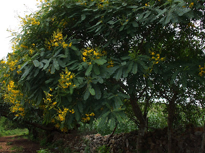 Almolonga Guerrero
