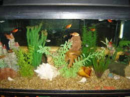 My 50 Gallon Tank