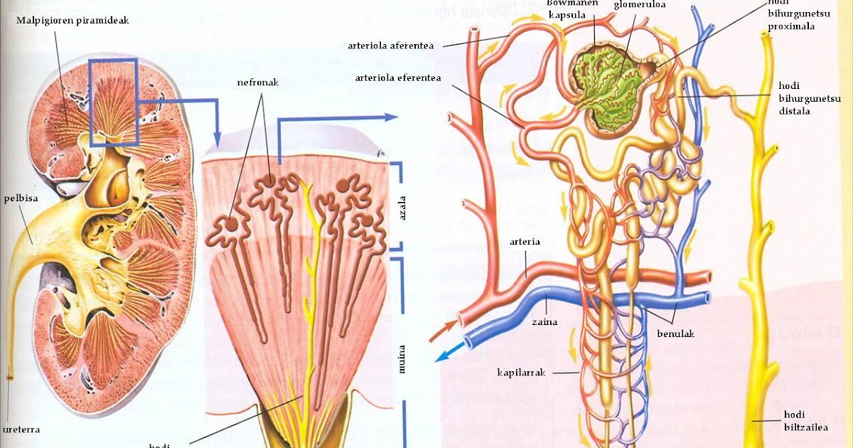 PORTAFOLIO DE EVIDENCIAS DE FISIOLOGIA BASICA SISTEMA MULTIPLICADOR