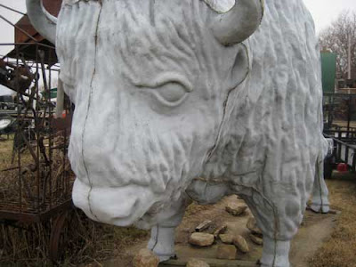 A light gray buffalo, close up